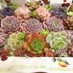 多肉植物⭐︎寄せ植えセット⭐︎