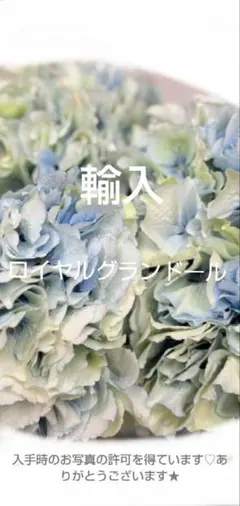 2026年最新】紫陽花 苗 輸入の人気アイテム - メルカリ