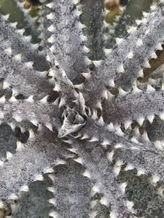 DBディッキア Dyckia Bill Baker hyb #205 - メルカリ