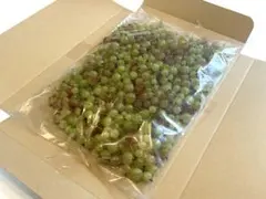 ☆1名様限定！☆グーズベリー☆スグリ☆500グラム☆完全無農薬☆信州産♫☆のサムネイル