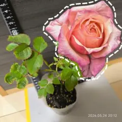 しい様専用8305種4粒クリスマスローズ種子♀桜超多弁♂ソレイユ超多弁