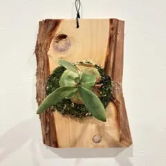 2025年最新】foong siqiの人気アイテム - メルカリ