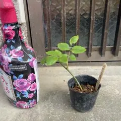 のぶりん様専用