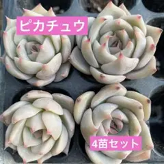多肉 多肉植物 ピンクラバー カット苗 2個セット 訳あり - メルカリ