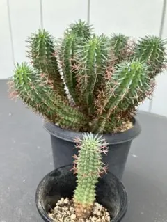 2025年最新】群星冠の人気アイテム - メルカリ