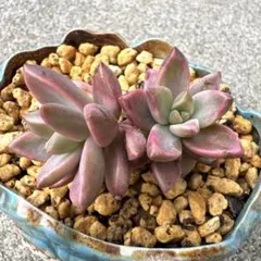 ピーチ姫② ブロンズ姫錦　カット苗　おまけ付き♡ 2025年最新】多肉 ピーチ姫の人気アイテム - メルカリ