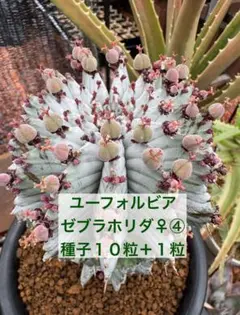 ☆激白☆白衣ホリダ　アルバ　ホリダ　幅8.4cm ゼブラホリダ　オベサ ☆激白☆白衣ホリダ アルバ ホリダ 幅8.4cm ゼブラホリダ オベサ