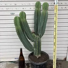 柱サボテン ドライガーデン サボテン 鬼面角 ロストラータ