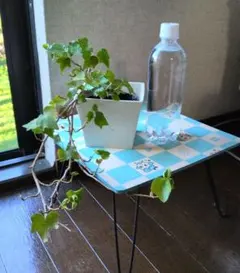 アイビー 観葉植物 1ポットのサムネイル