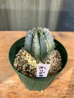 2025年最新】ホリダの人気アイテム - メルカリ