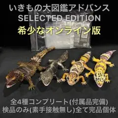 いきもの大図鑑アドバンス　アルマジロトカゲ　４点セット いきもの大図鑑アドバンス アルマジロトカゲ｜いきもの大図鑑