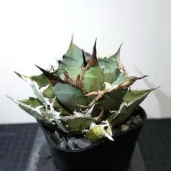 2026年最新】チタノタ シーザーの人気アイテム - メルカリ