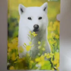 SoftBank 白い犬 クリアファイル