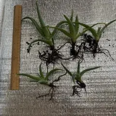 ③ キダチアロエ 抜き苗 3株セット - メルカリ