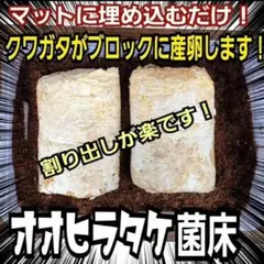 クワガタの産卵木に抜群！オオヒラタケ菌糸ブロック マットに埋める
