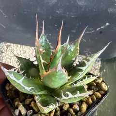 2026年最新】アガベ 子株 セットの人気アイテム - メルカリ