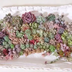 多肉植物❀カット苗詰合せ❀超チビチビ合わせて100個入ってます◡̈*