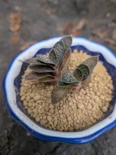 【大放出‼️】b.ガステリア　子宝錦　臥牛　2株セット