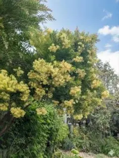 憧れのミモザをコンパクトなお庭やベランダでも楽しめる　☘　アカシア　テレサ　☘