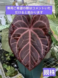 Betty様 リクエスト 3点 まとめ商品