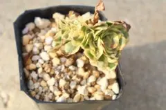 2025年最新】アエオニウム綴化の人気アイテム - メルカリ