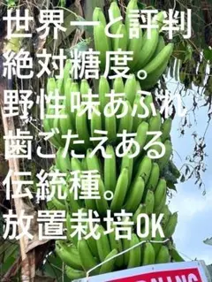 大苗145cm◇蜜味に驚愕。マリオンナムワ＝極甘、バナナ苗◇永久資産