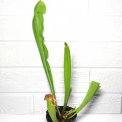 抜き苗】B サラセニア 品種不明 食虫植物 1株 - メルカリ