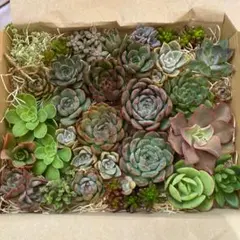 多肉植物 寄せ植えセット 多肉弁当 （カット苗）　らくらくメルカリ便