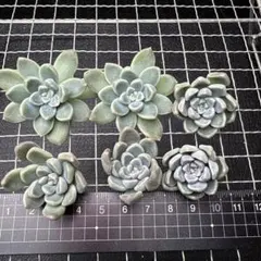 多肉植物　カット苗　おもち② つぶつぶ屋さん