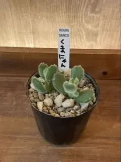 mi様 リクエスト 2点 まとめ商品