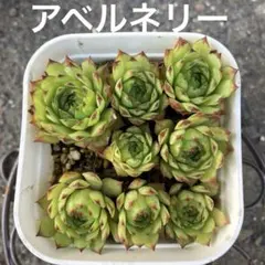 センペルビウム　アベルネリー　抜き苗　８個のサムネイル