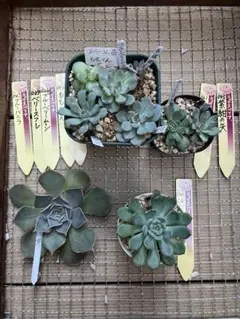 2025年最新】おらいさんの人気アイテム - メルカリ