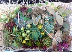 多肉植物　カット苗詰め合わせ　多肉弁当　寄せ植え　匿名配送 　出品11/14まで