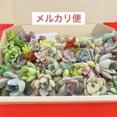 ①寄せ植えセット カット苗 詰め合わせ 多肉植物