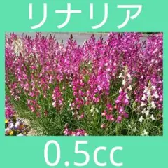 hana花☻様 リクエスト 2点 まとめ商品