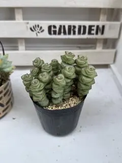 fuji.ringo.no.1様 リクエスト 3点 まとめ商品