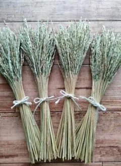 稲穂 ガーデニング