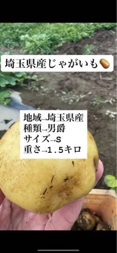 じゃがいも種芋】「男爵いも」種芋3個 ほくほく系の代表選手！定番の