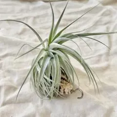 希少！Tillandsia 'Pachara Predator'/エアプランツ - メルカリ