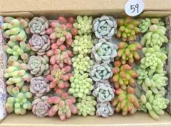 59 多肉植物　多肉弁当　詰め合わせ　寄せ植え　セット　カット苗　韓国苗　セダム