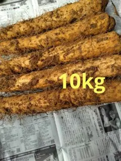 自然薯種芋 網室にてムカゴより栽培した1本苗です。15g〜20g 100本