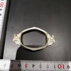 サカタザメ　歯　あご　標本　a2