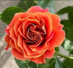 2025年最新】上海ガール 苗の人気アイテム - メルカリ