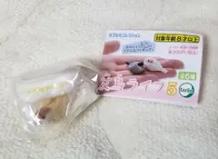 文鳥ライフ5(鏡の前で羽を乾かし中)