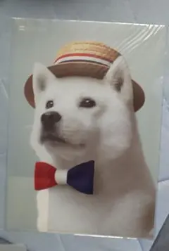 Item thumbnail for item 62072740-f91c-4908-82ad-c0df44434c0a