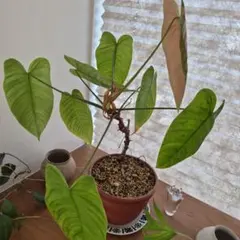 2025年最新】アンスリウム ベイチーの人気アイテム - メルカリ