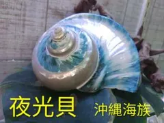 夜光貝 置物 (中) 緑層残し仕上げ☆沖縄海族☆ - メルカリ