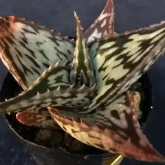 速達発送☆Nene様 リクエスト 2点 まとめ商品