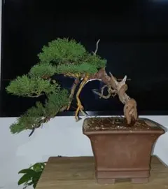 盆栽 真柏 捻転 シャリ ジン 貴風盆栽 - メルカリ