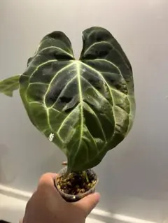 2025年最新】アンスリウムの人気アイテム - メルカリ